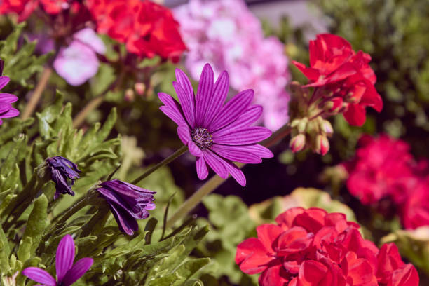 istock African Daisies. Beautiful petals african daisies wide open into the sunlight. 1473995599