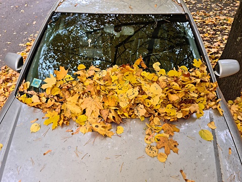 Car with a lot of fallen yellow leaves on the hood in autumn.