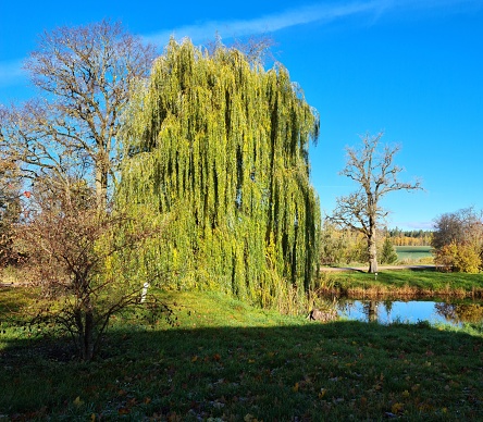 Tall beautiful willow tree with long green branches on the shore of the reservoir.