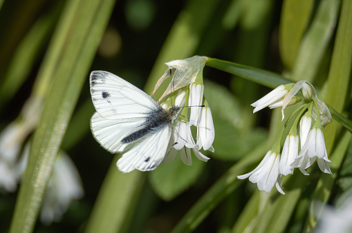 The white butterfly feeding from the white flowers of the three-cornered leek.