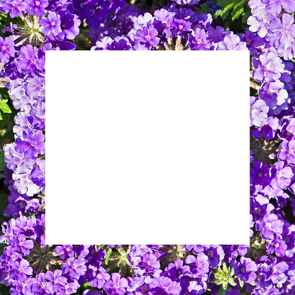 Beautiful background of purple phloxes flowers. Original frame. Free space for text.