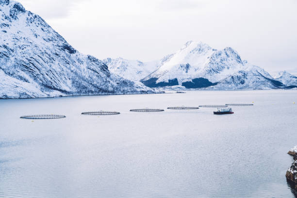istock Snowy mountains on seashore with fish farm in Norway 1473996338