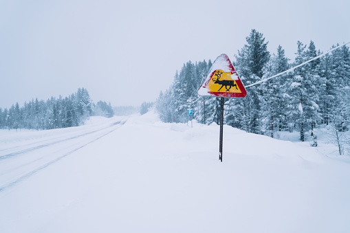Long empty road covered with snow near coniferous forest and bright traffic sign warning about wild animals in cloudy weather