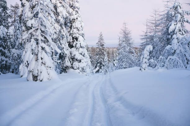 Free Stock Photo of Snow Covered Road in Forest | Download Free Images ...