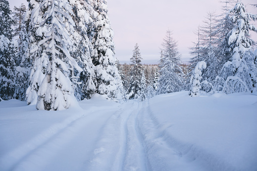 Winter landscape of coniferous forest with firs covered with snow and trodden pathway placed in Riisitunturi National Park in Finland in daytime