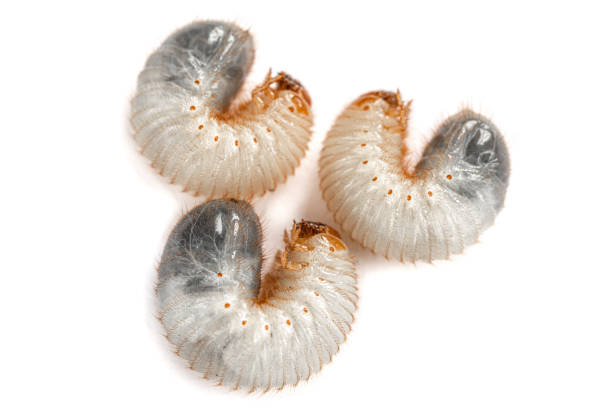 istock Image of three grub worms beetle isolated on white background. Larvae close up. Source of protein. Entomology. Food of future 1473997233