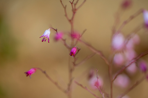Image Of A Small Pink Flower With Blurred Background Macro photo of pink flowers in nature, depth of field, petal flower photography, blooming, blossom, blurred background, bokeh.