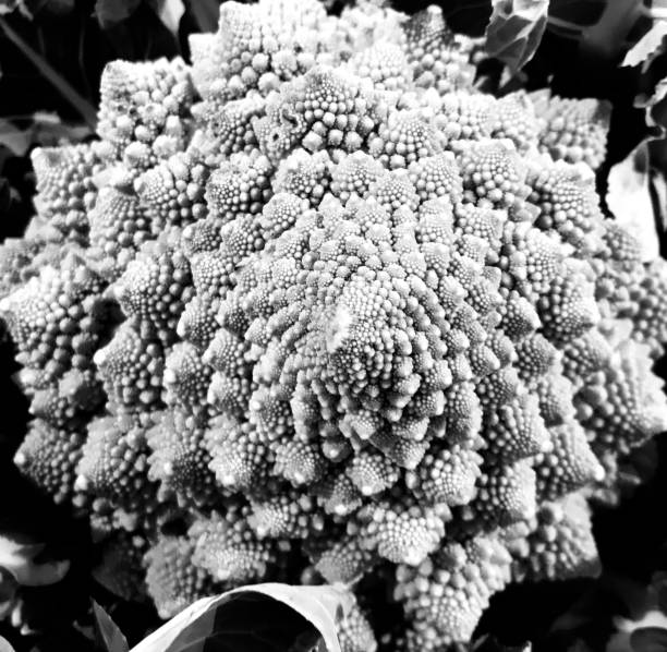 romanesco cabbage cabbage romanescu. Fractals. Mathematics. Vegetables. Still life fractal plant cabbage textured stock pictures, royalty-free photos & images