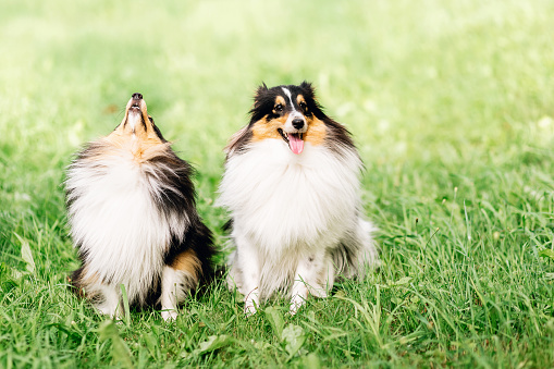 summer portrait of two happy friends dogs puppy and Shetland Sheepdog