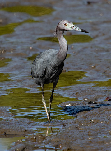 Blue heron in the marsh
