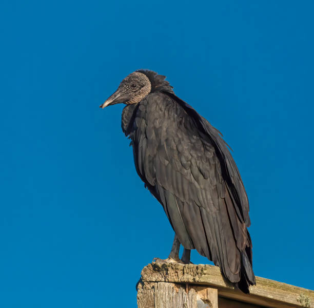 istock Black vulture in a wetland park 1473998818