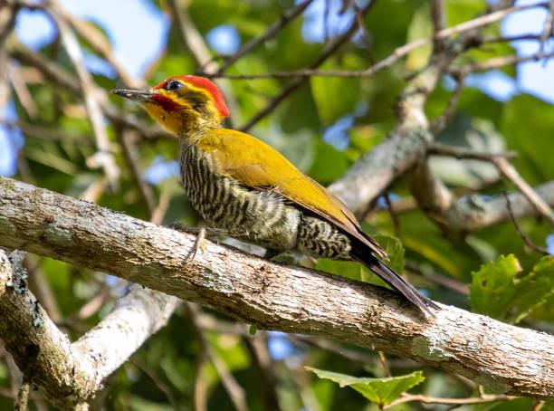 istock golden woodpecker 1473998832