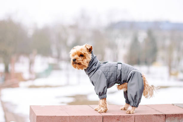 istock Yorkshire terrier in the snow wearing 1473998869