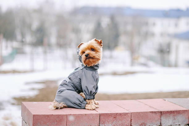 istock Yorkshire terrier in the snow wearing 1473998905
