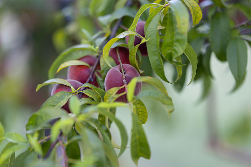 Plum Pissardi with red leaves and unripe red fruits (prunes). Close up branch