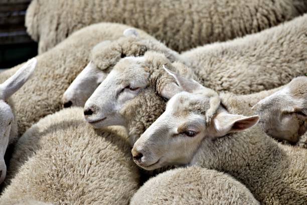 istock Flock of sheep 1474001511
