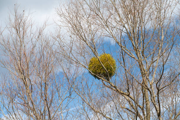 A large mistletoe bush can be seen growing on the bare branches of deciduous trees. The green mistletoe is in the shape of a heart. The sky is blue with clouds.