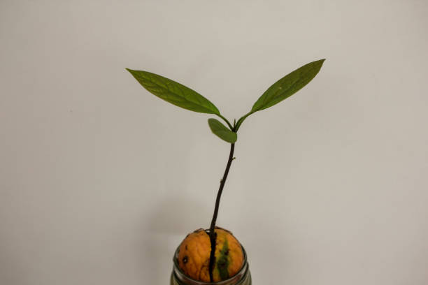 Young avocado plant in flower pot, view from above, isolated on white background