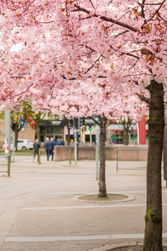 Blossoming Cherry trees in Gothenburg, Sweden.