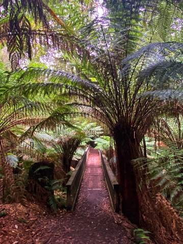 Boardwalk through lush rainforest