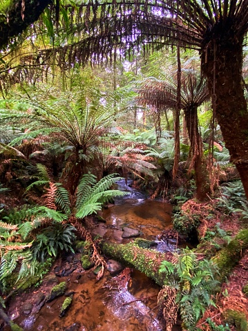 Stream running through lush rainforest