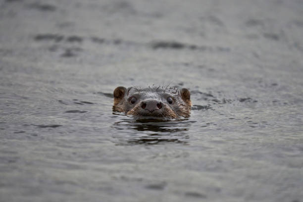 A wild Otter in the Shetland Kelp forest, Scotland