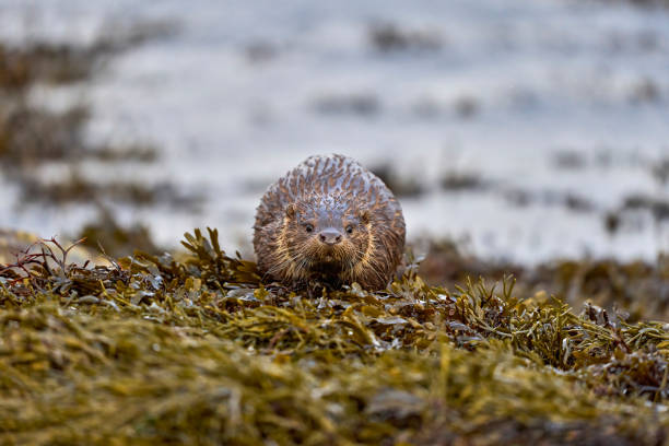 istock Otter photographed on Unst, Shetland Islands 1474007297
