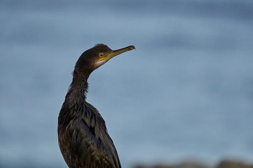 A Shag Sea Bird sitting at the waters edge, Shetland