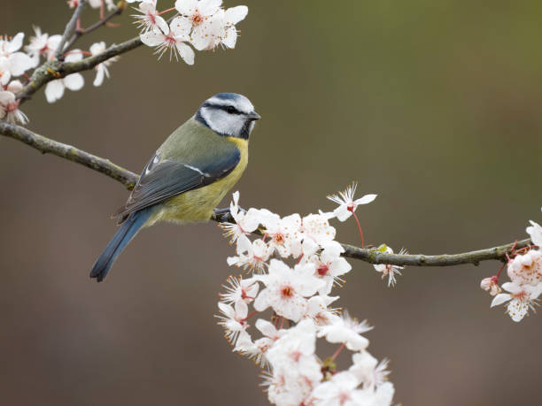istock Blue tit, Cyanistes caeruleus 1474007403