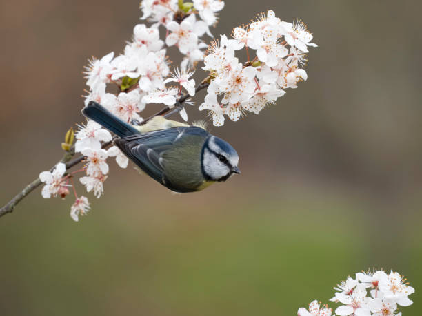istock Blue tit, Cyanistes caeruleus 1474007412