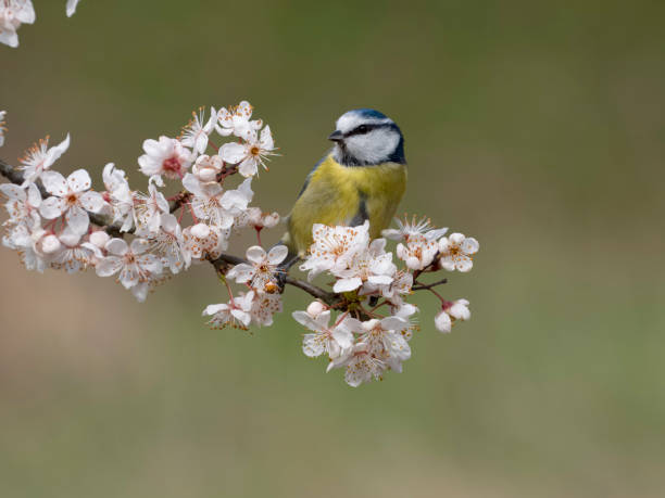 istock Blue tit, Cyanistes caeruleus 1474007421