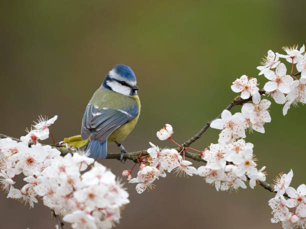 istock Blue tit, Cyanistes caeruleus 1474007437