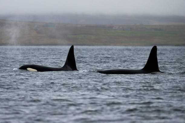 orca from the 27 pod photographed in the waters around shetland - shetlandeilanden stockfoto's en -beelden