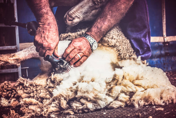 istock Shearing the fleece 1474007655