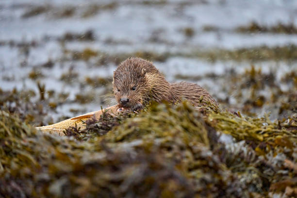 istock Otter photographed on Unst, Shetland Islands 1474007773