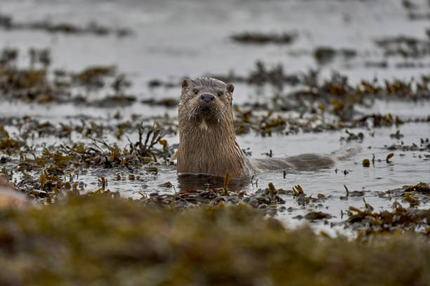 istock A wild Otter in the Shetland Kelp forest, Scotland 1474007789