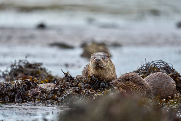 istock Otter photographed on Unst, Shetland Islands 1474008033