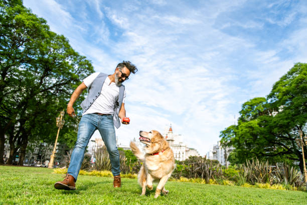 homem maduro que treina o golden retriever - men jogging running sports training - fotografias e filmes do acervo