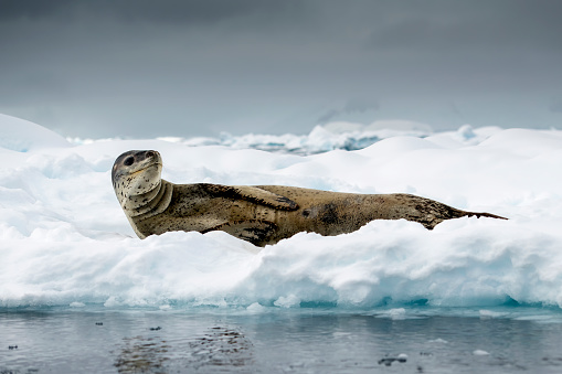 Leopard seal lying on ice  Hydrurga leptonyx- in Flander Bay Antarctica