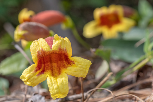 Crossvine has bright yellow and red flowers and appears in spring in Texas.