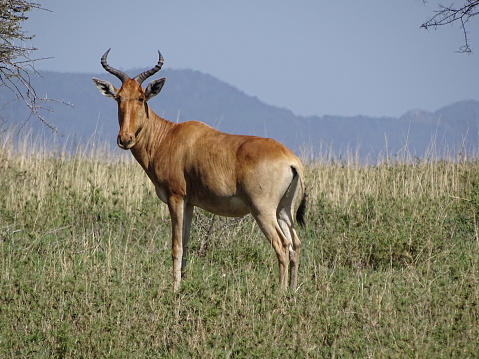 A Cokes Hartebeest in the Serengeti in September.