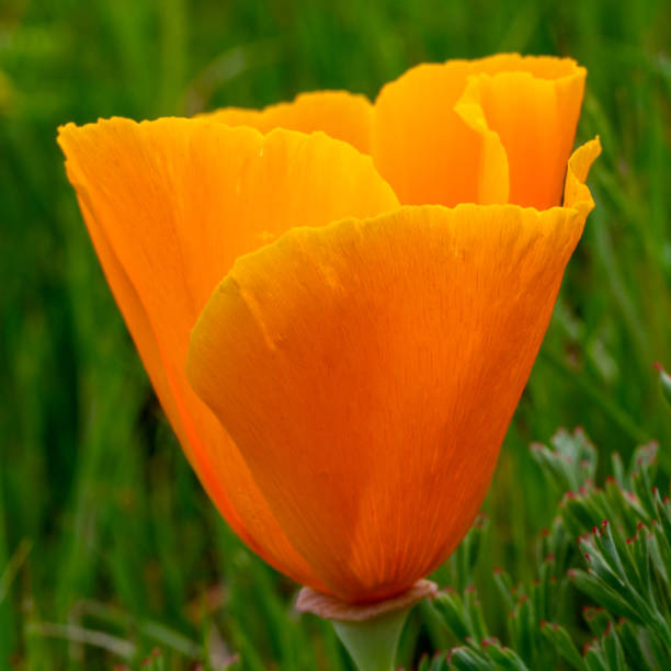 istock California Golden Poppy 1474012032