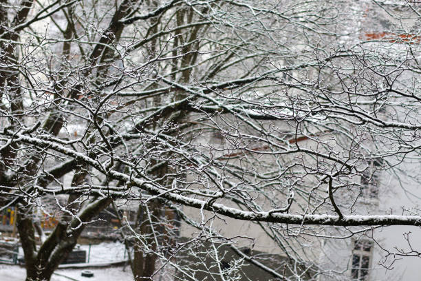 istock Snow-covered trees in winter 1474012060