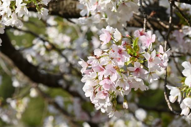istock Cherry blossoms in full bloom in the park. 1474013375