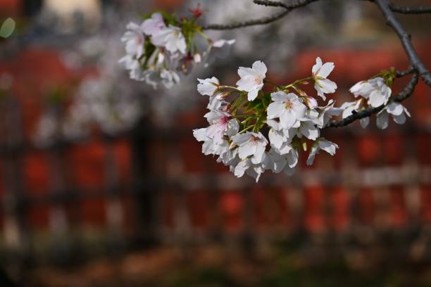 istock Cherry blossoms in full bloom in the park. 1474013390