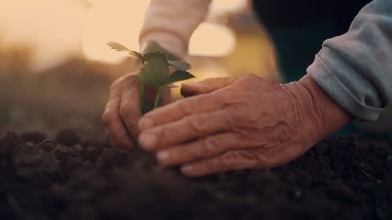 Close up of senior Hands Planting Seedling at Sunset in Home Garden