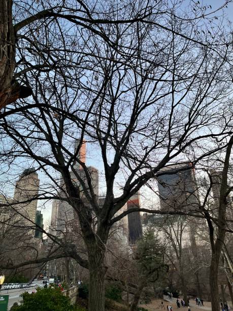 istock Central Park New-York 1474014374