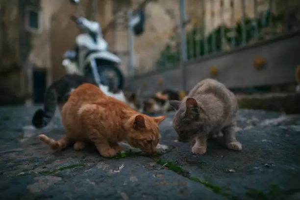 Photo of Group of homeless cats in the city.
