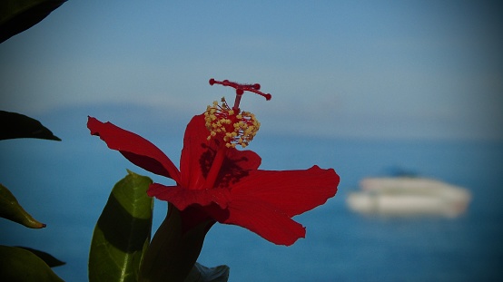 photographing the plants of maui, hawai'i - u.s.a.