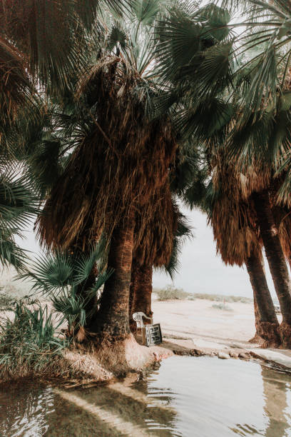 istock Five Palms Hot Spring near Brawley, CA 1474017326